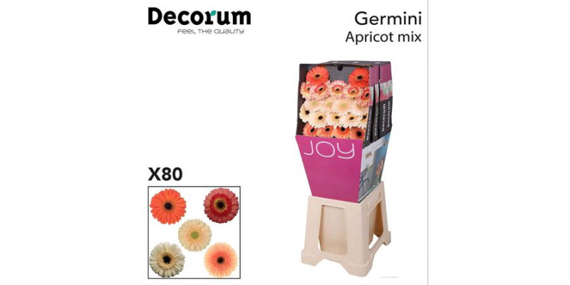 Germini Mix Pastel Diamond 47cm A1