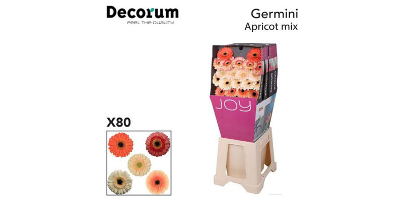 Germini Mix Apricot Diamond 47cm A1