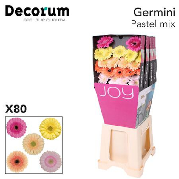 Germini Mix Pastel Diamond 47cm A1