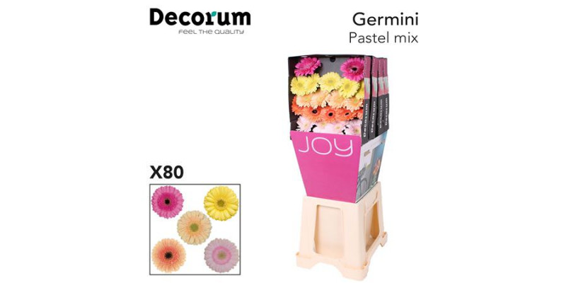 Germini Mix Pastel Diamond 47cm A1