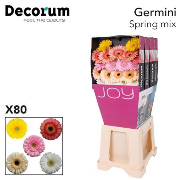 Germini Mix Spring Diamond 47cm A1