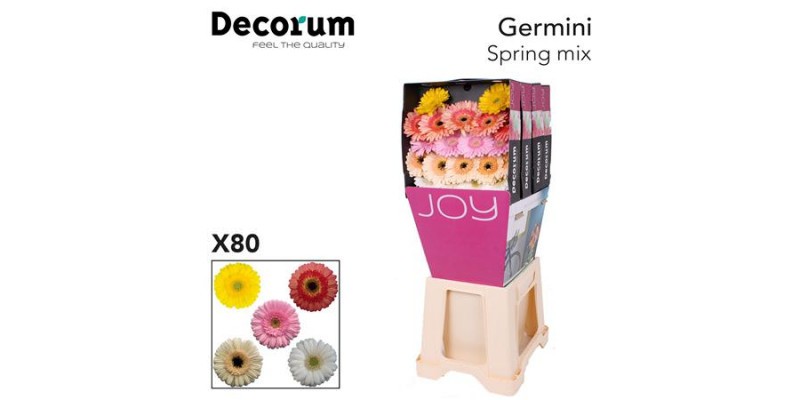 Germini Mix Spring Diamond 47cm A1