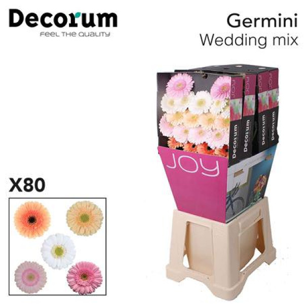 Germini Mix Wedding Diamond 47cm A1