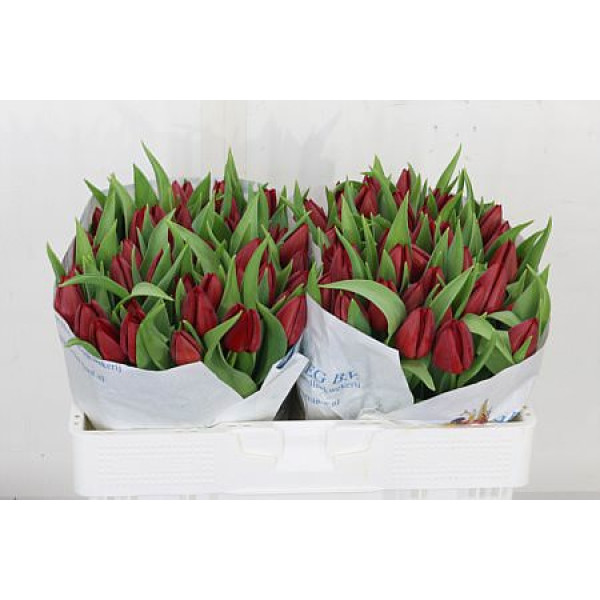 Tulips En Overig Rood 39 cm A1