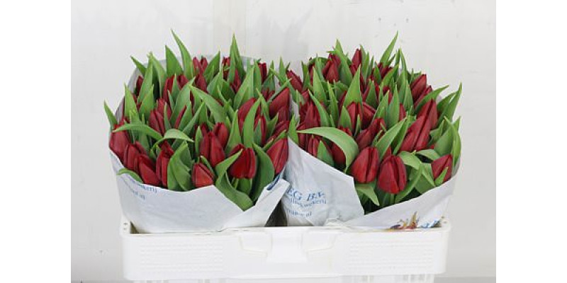 Tulips En Overig Rood 39 cm A1