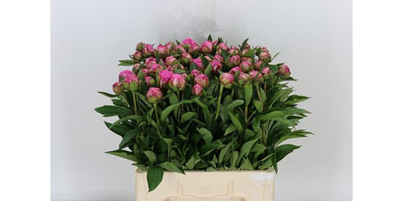 Peonies L Dr A Fleming 60cm A1