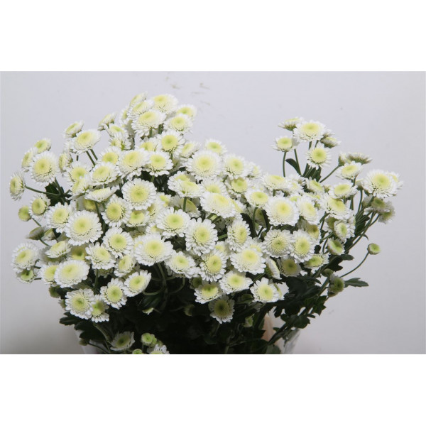 Chrysanthemums T Stallion 70cm A1 Col-White