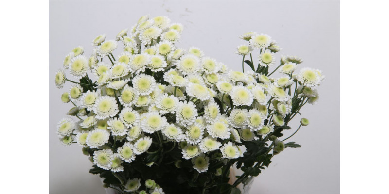 Chrysanthemums T Stallion 70cm A1 Col-White