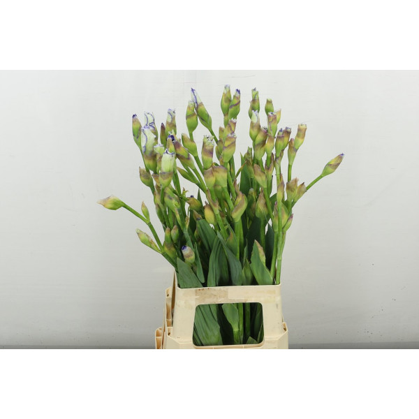 Iris Buiten Ov 80 cm A1
