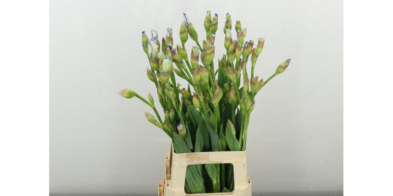Iris Buiten Ov 80 cm A1