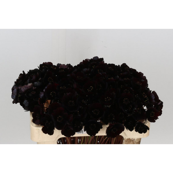 Cosmos Black Beauty 50cm A1 Col-Burgundy