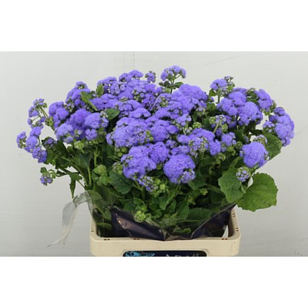 Ager H Blue Horizon 70 cm A1