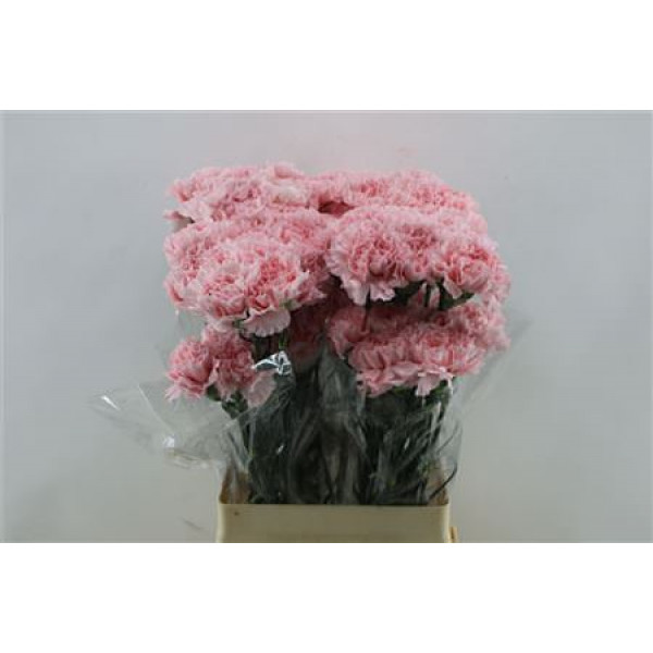 Dianthus St Ilusion 65cm A1