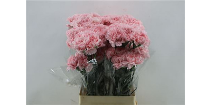 Dianthus St Ilusion 65cm A1