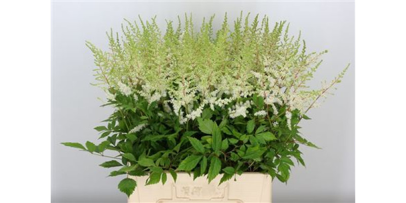 Astil Ar Diamant 60cm  Col-White