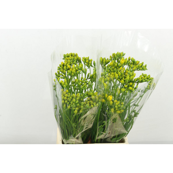 Freesias Du Yvonne 50 A1Yellow