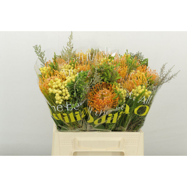 Nutans Mix 50 cm A1