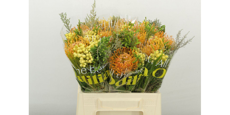 Nutans Mix 50 cm A1