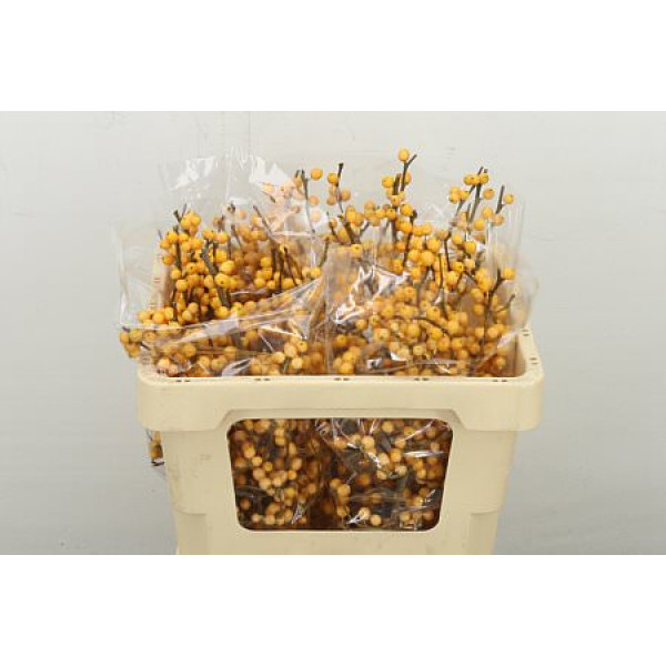 Ilex Ve Gold Verboom 50 cm A1