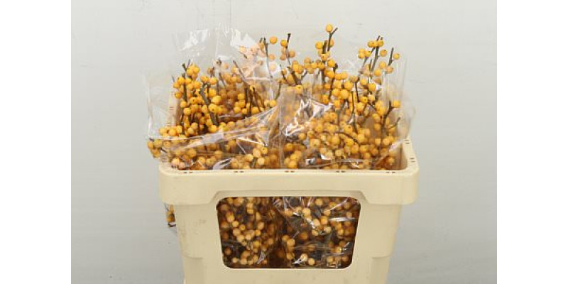 Ilex Ve Gold Verboom 50 cm A1