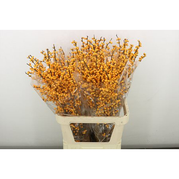 Ilex Ve Gold Verboom 90 cm A1