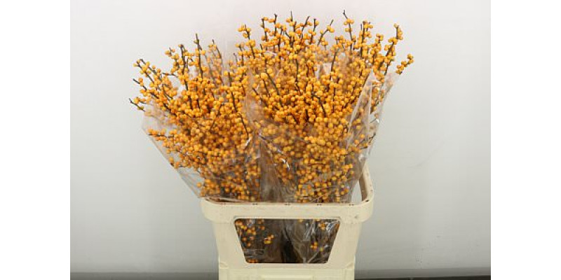 Ilex Ve Gold Verboom 90 cm A1