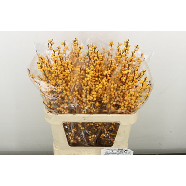 Ilex Ve Gold Verboom 80 cm A1