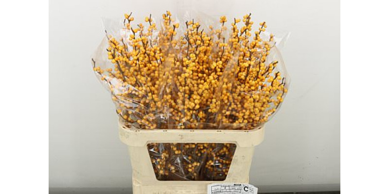 Ilex Ve Gold Verboom 80 cm A1