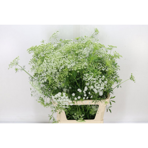 Ammi Majus 90cm A1 Col-White