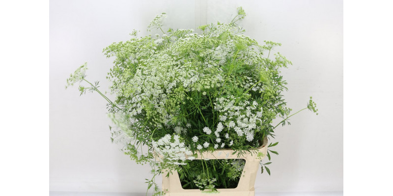 Ammi Majus 90cm A1 Col-White