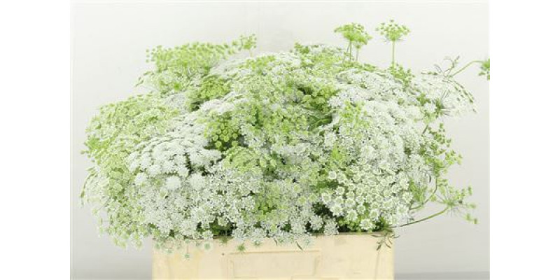 Ammi Majus 65cm A1