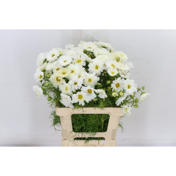 Cosmos Bipinnatus White 60cm A1 Col-White