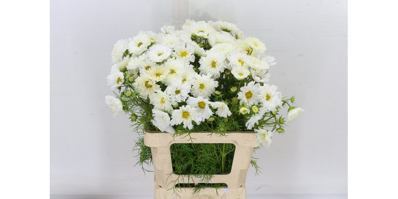 Cosmos Bipinnatus White 60cm A1 Col-White