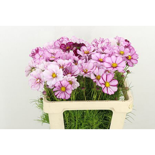 Cosmos Bipinnatus Pink 55cm A1