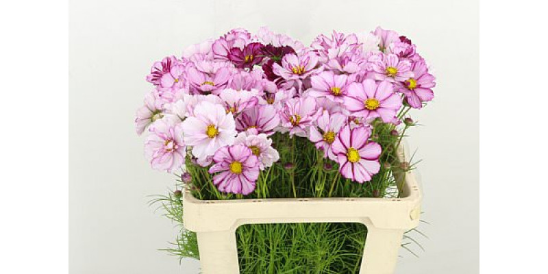 Cosmos Bipinnatus Pink 55cm A1