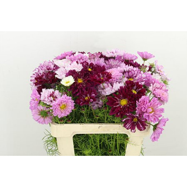 Cosmos Bipinnatus Mixed 55cm A1