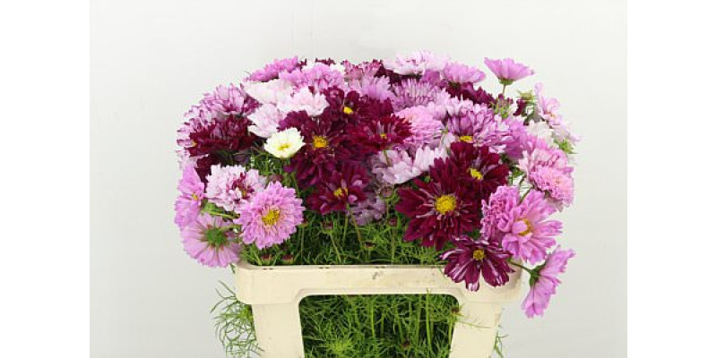 Cosmos Bipinnatus Mixed 55cm A1