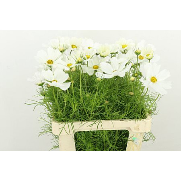 Cosmos Bipinnatus White 60cm A1