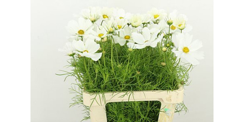 Cosmos Bipinnatus White 60cm A1