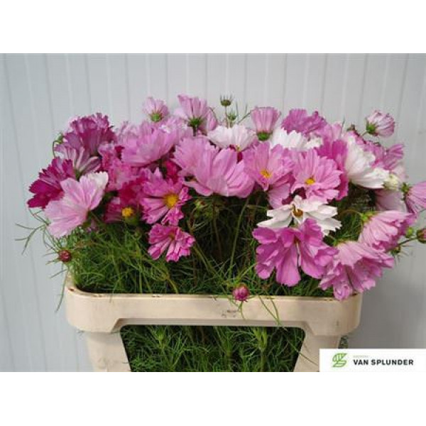 Cosmos Bipinnatus Pink Mixed 80cm A1