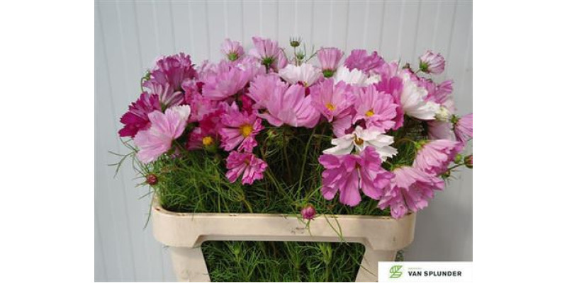 Cosmos Bipinnatus Pink Mixed 80cm A1