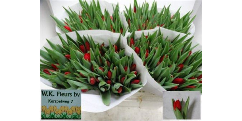 Tulips En Ben Van Zanten 36cm A1 Col-Red