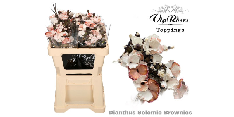 Dianthus Solomio Brownies 50cm A1 Col-Brown