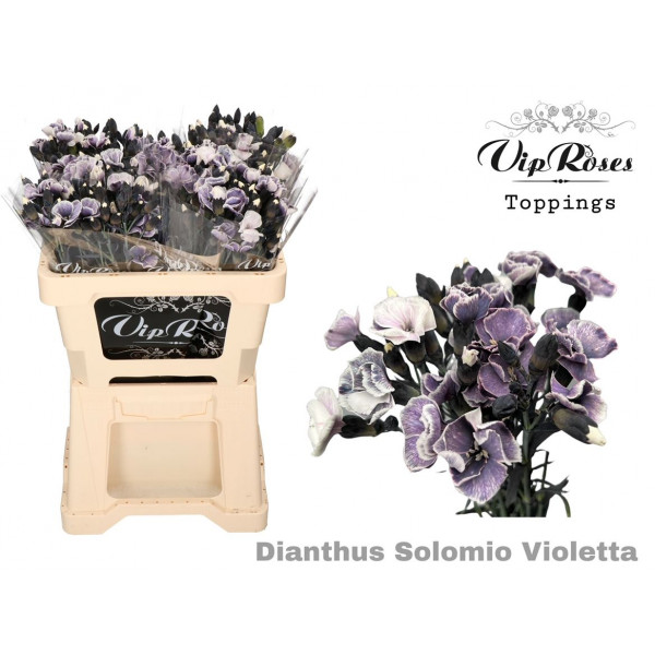 Dianthus Solomio Violetta  50cm A1 Col-Violet