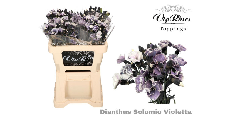 Dianthus Solomio Violetta  50cm A1 Col-Violet