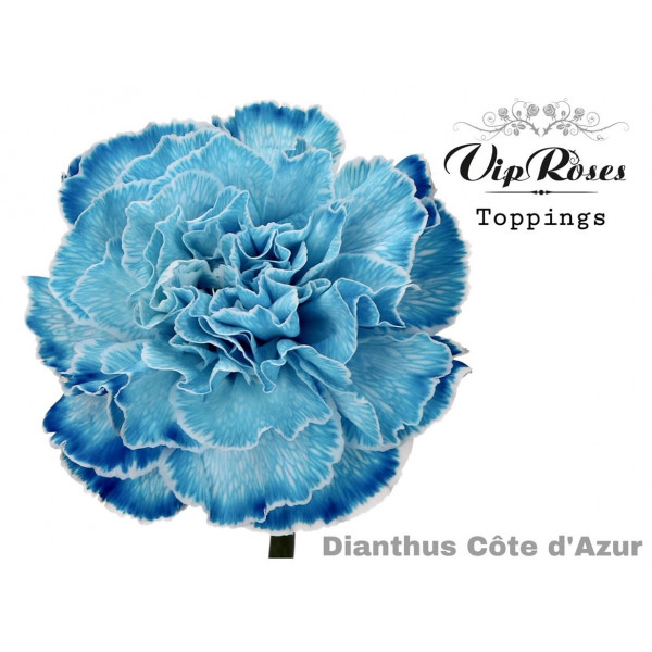 Dianthus St Cote D Azur 60cm A1 Col-Bicolor