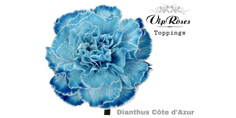 Dianthus St Cote D Azur 60cm A1 Col-Bicolor