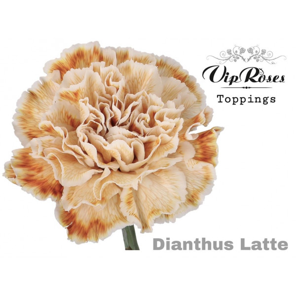 Dianthus St Latte 60cm A1 Col-Bicolor