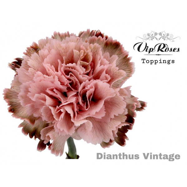 Dianthus St Vintage 60cm A1 Col-Old Pink