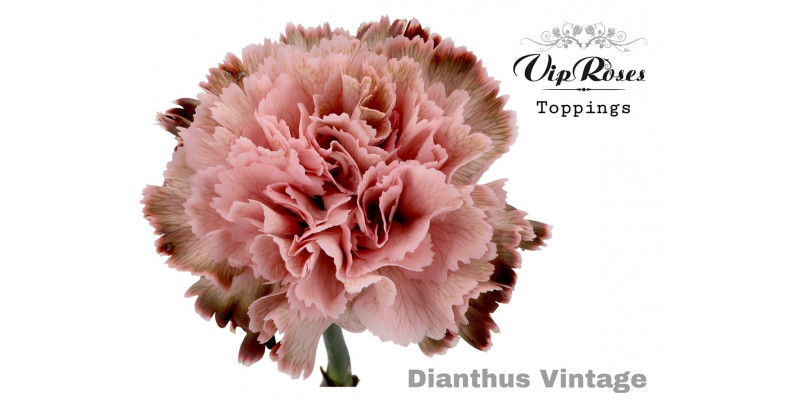 Dianthus St Vintage 60cm A1 Col-Old Pink